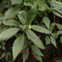 Dorstenia indica Wight